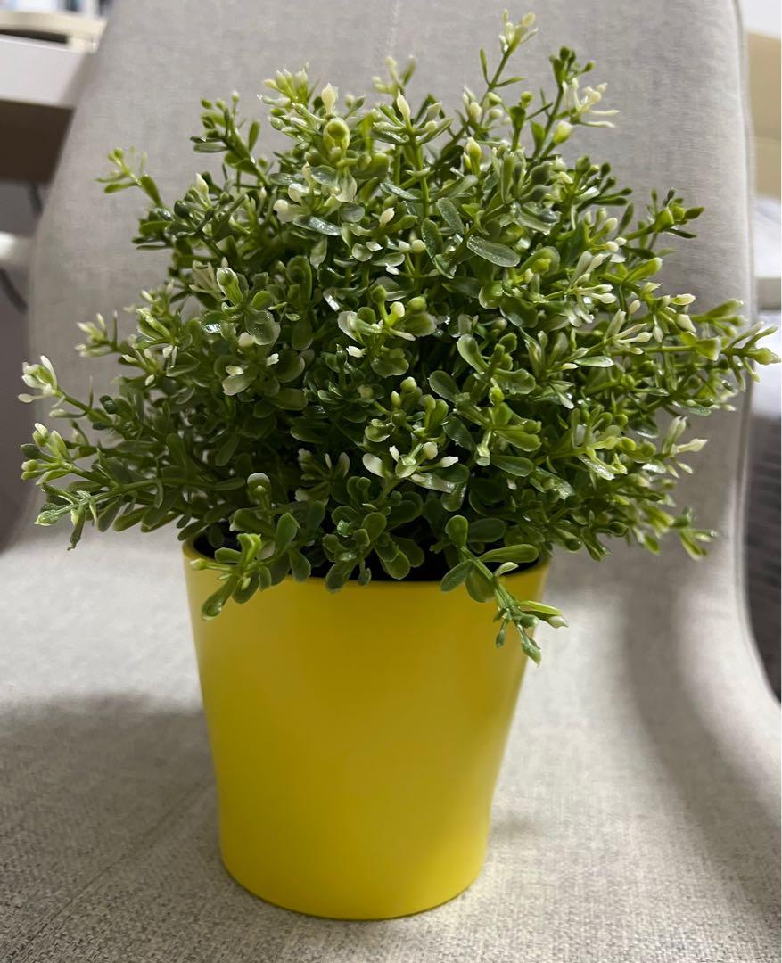 IKEA plant and pot, Furniture & Home Living, Gardening, Pots & Planters