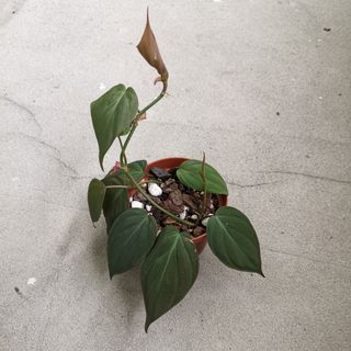 (Category: ) located in . Submitted by papersandplants (Listing ID 1176388040, Image 1). Description: .