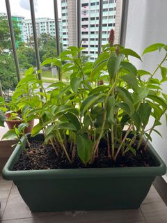 (Category: ) located in . Submitted by sg_chua (Listing ID 1176386993, Image 1). Description: .