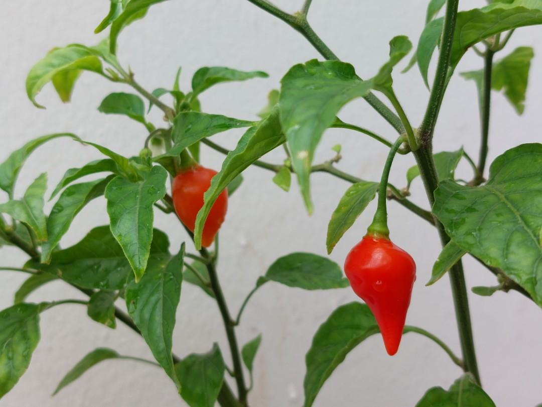 *RARE* Pimento Diomar chilli plant, Furniture & Home Living, Gardening