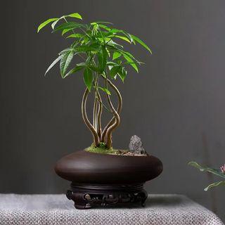 Wufu rich tree potted green plant desk study tea table good raise lucky tree Chinese Zen bonsai decoration