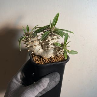 （分類：）位於 。 由 okuwin8 提交（商品編號 1181910513，圖片 1）。簡介： 。