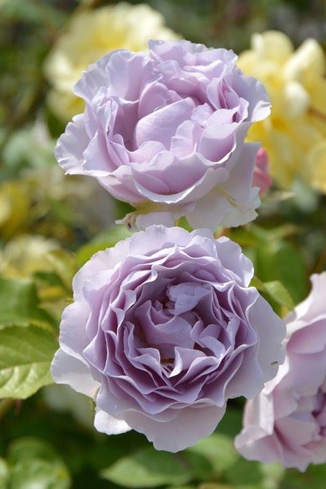 Rare Camille ID rose authentic by Rosa Orientis