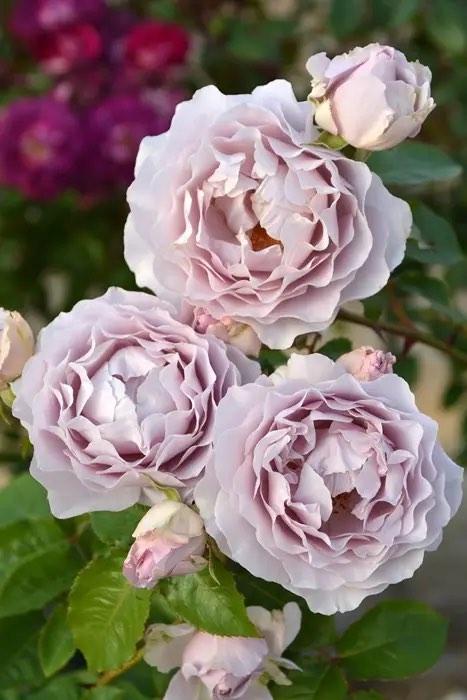 Rose authentic shop