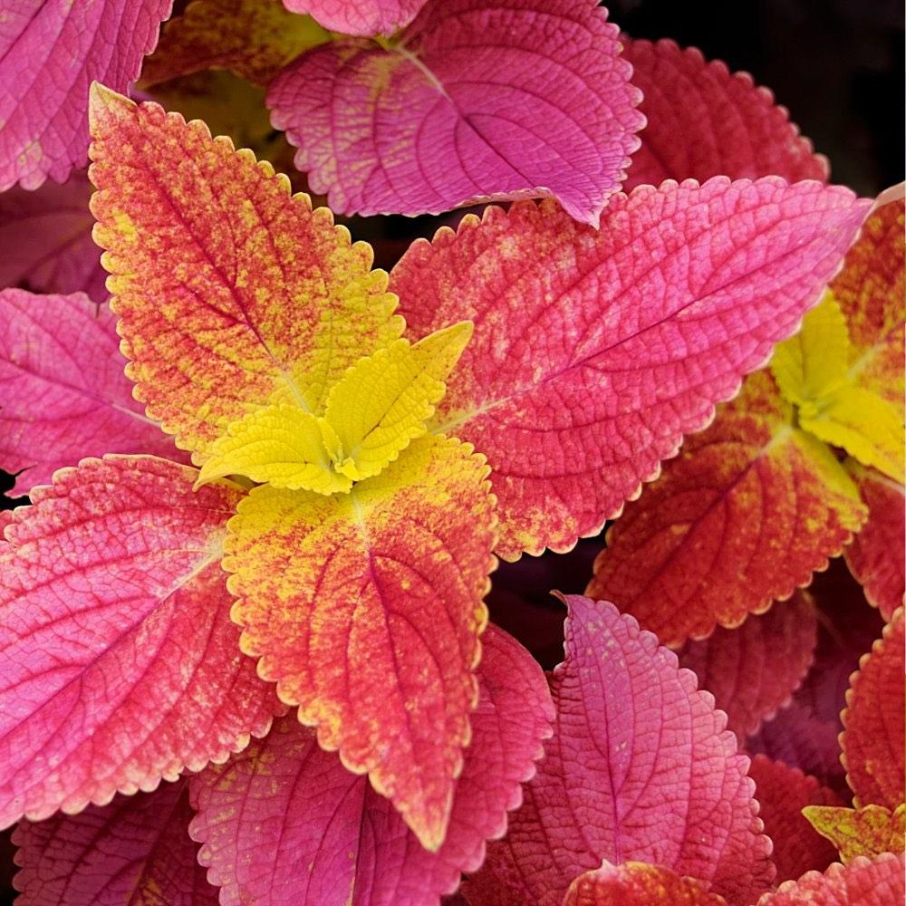 Coleus Alabama Sunset (Potted), Furniture & Home Living, Gardening