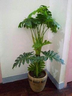 BUDOL FINDS cebu city fake plant artificial plant home decor corner plant