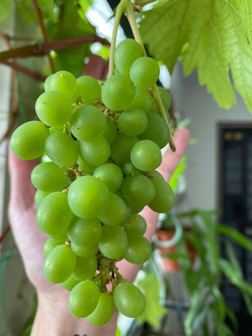 Grape Vine, Furniture & Home Living, Gardening, Plants & Seeds on Carousell