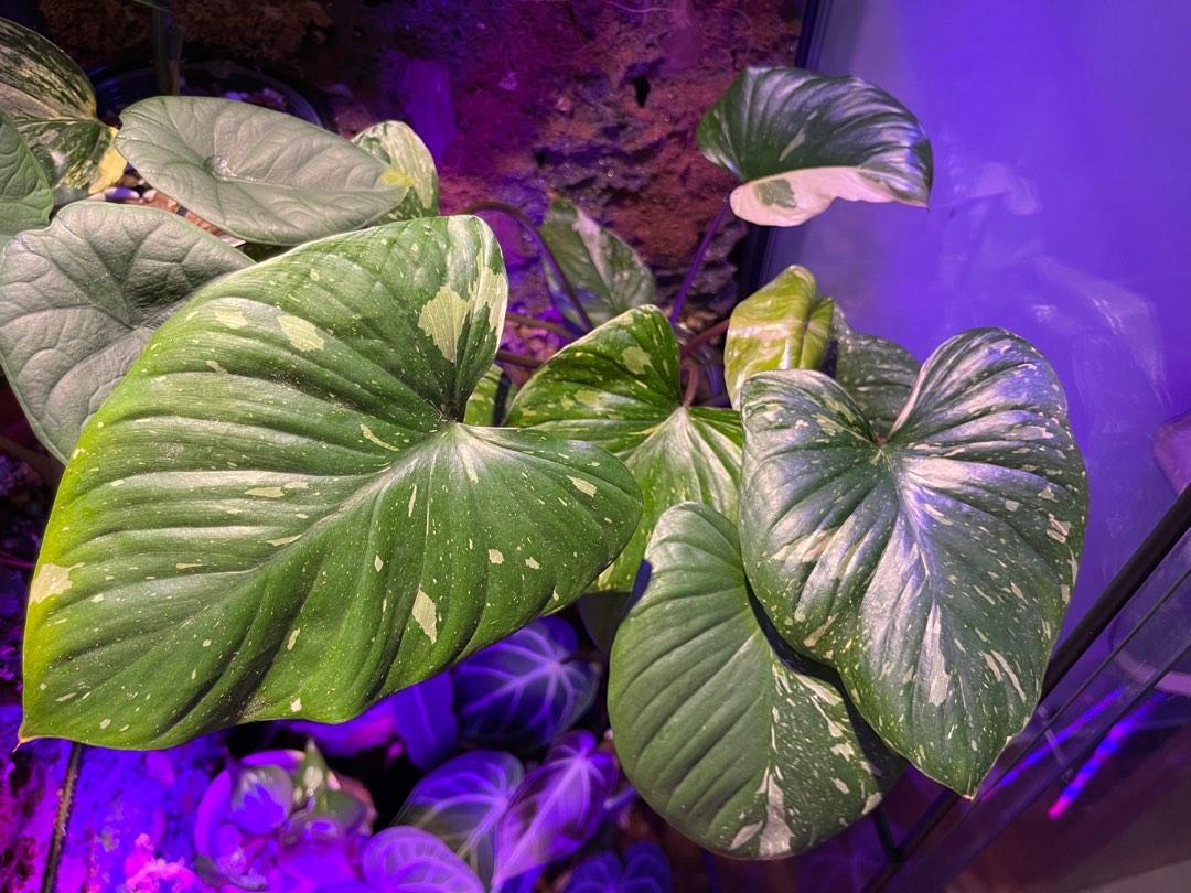 Homalomena Rubescens Stardust, Furniture & Home Living, Gardening