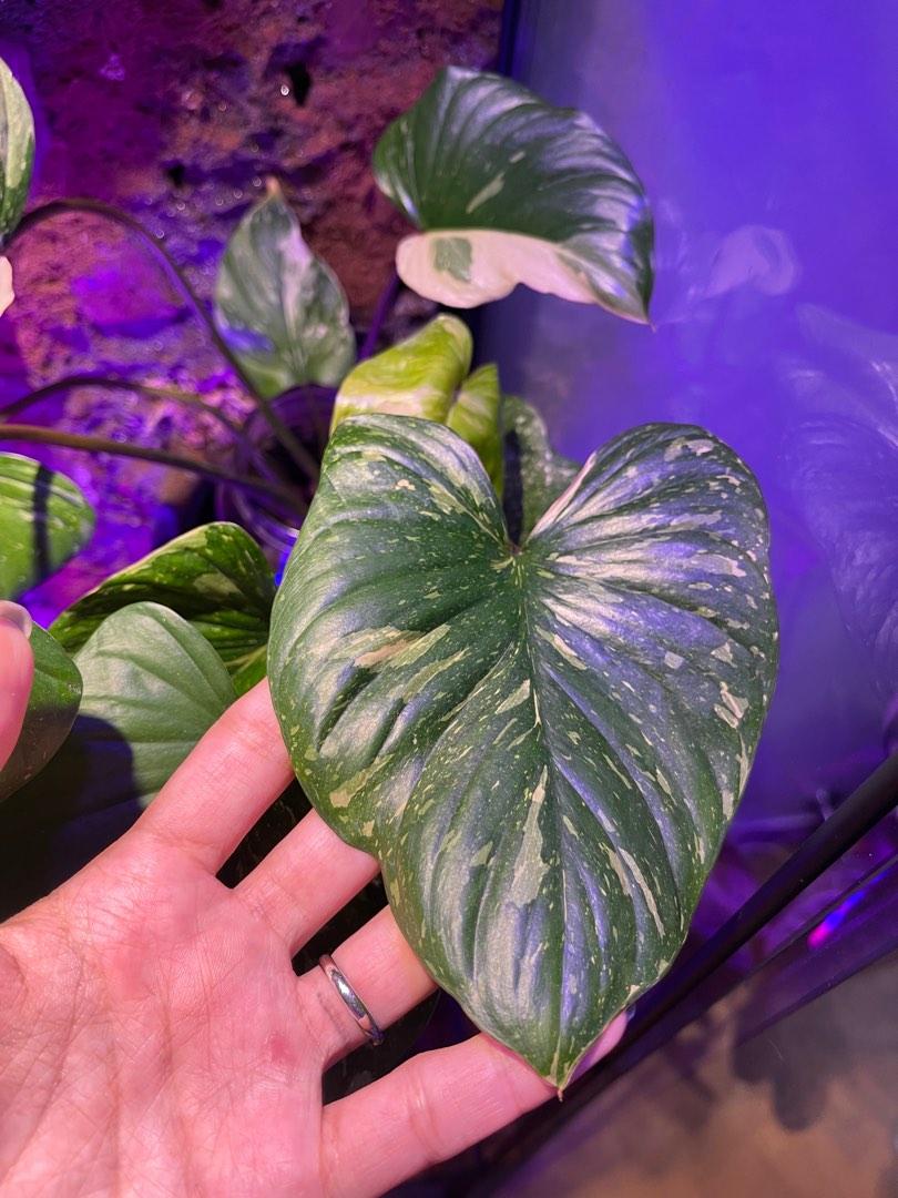 Homalomena Rubescens Stardust, Furniture & Home Living, Gardening