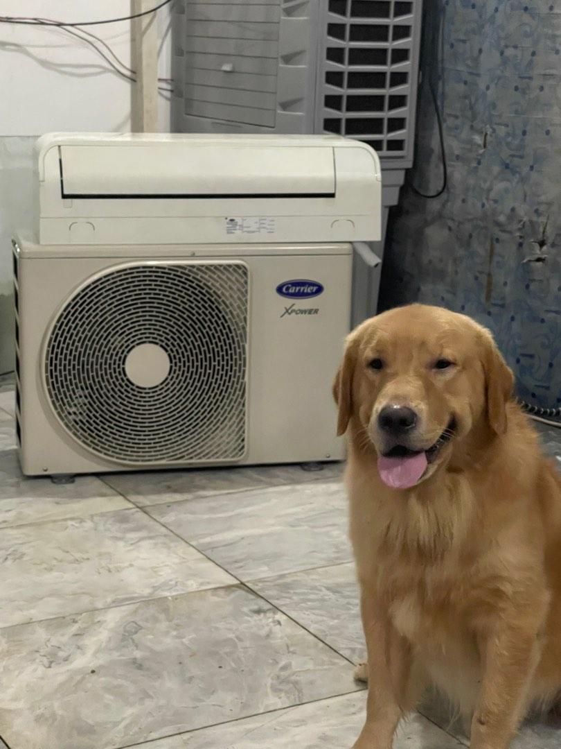 Used Split Type AC (Category: Air Conditioning and Heating) located in Makati City. Submitted by 6rnw2944hd (Listing ID 1181858356, Image 1). Description: PTPA ❤️❤️❤️ Selling our slightly used 2HP Split type AC Inverter Carrier X Power Bought 2018 Slightly used In good condition Buyer will buy wire and capillary tube PhP 25,000 For pick up Payment via gcash only Location: Santillan st Pio Del Pilar Pm for serious buyers only Modeled by: Khiko 🐶☺