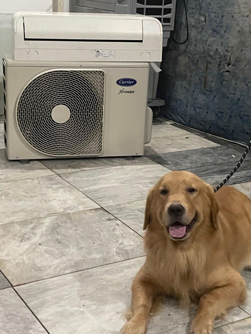 Used Split Type AC (Category: Air Conditioning and Heating) located in Makati City. Submitted by 6rnw2944hd (Listing ID 1181858356, Image 2). Description: PTPA ❤️❤️❤️ Selling our slightly used 2HP Split type AC Inverter Carrier X Power Bought 2018 Slightly used In good condition Buyer will buy wire and capillary tube PhP 25,000 For pick up Payment via gcash only Location: Santillan st Pio Del Pilar Pm for serious buyers only Modeled by: Khiko 🐶☺