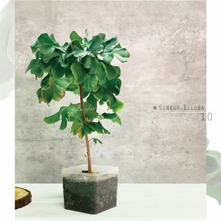 （分類：）位於 。 由 seedinglaw946 提交（商品編號 1181913901，圖片 1）。簡介： 。