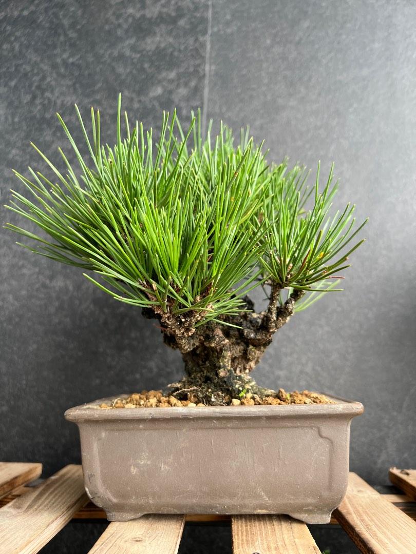 日本黑松夢錦Pinus Thunbergii｜植物盆栽多肉植物塊根盆景龍舌蘭, 傢俬