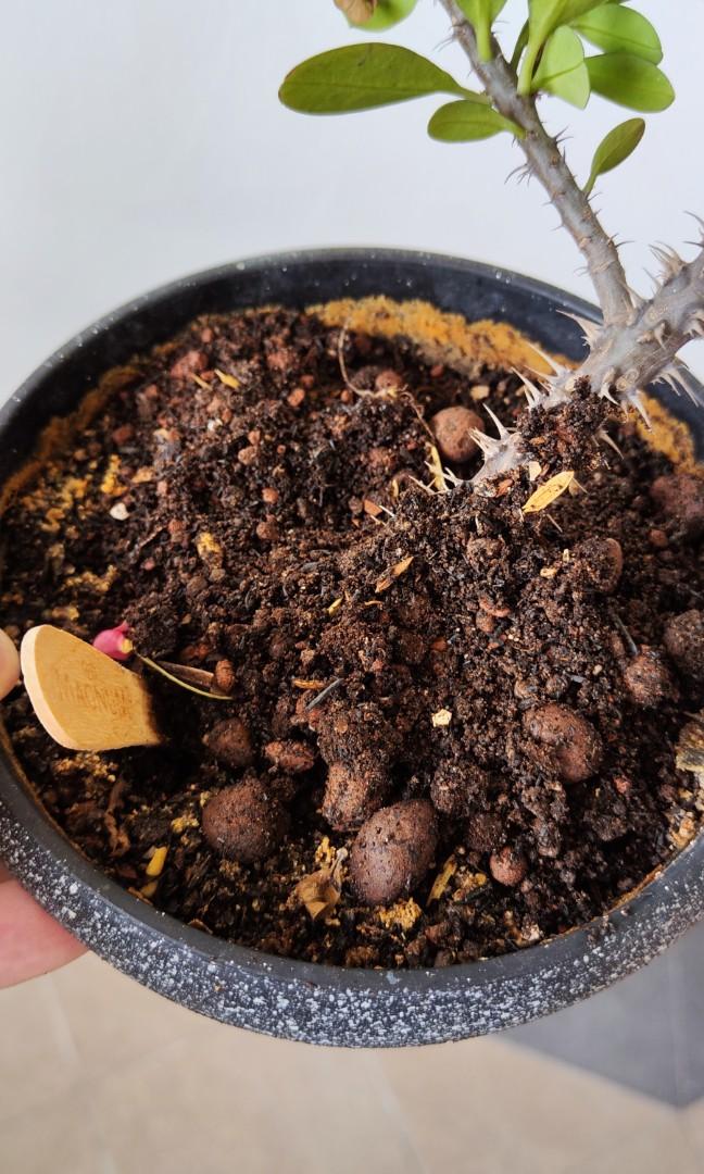 Crown of thorns, flowering plant. Euphorbia milii, easy care succulent