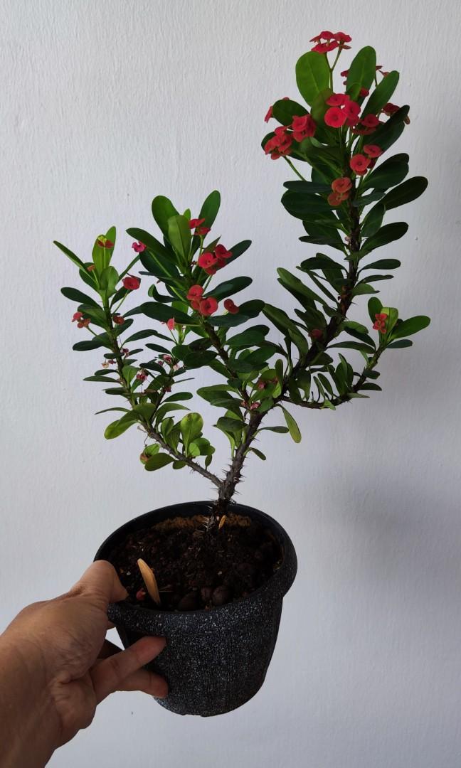 Crown of thorns, flowering plant. Euphorbia milii, easy care succulent