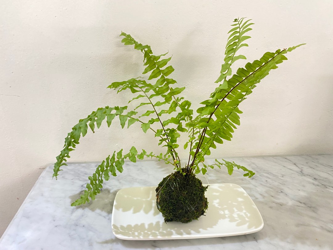 Fern kokedama or Japanese moss ball, Furniture & Home Living, Gardening