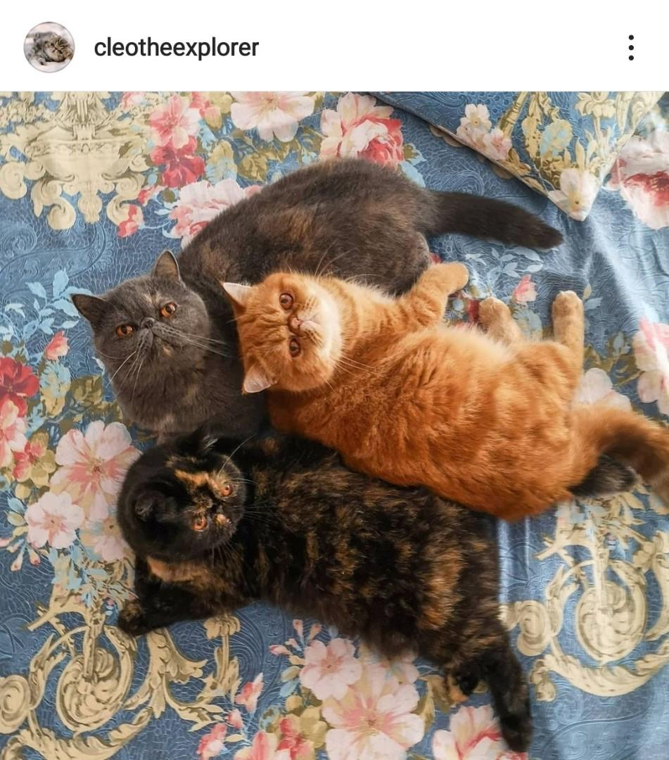 Instinct Original Cat Food (Duck) USA, Pet Supplies, Pet Food on Carousell