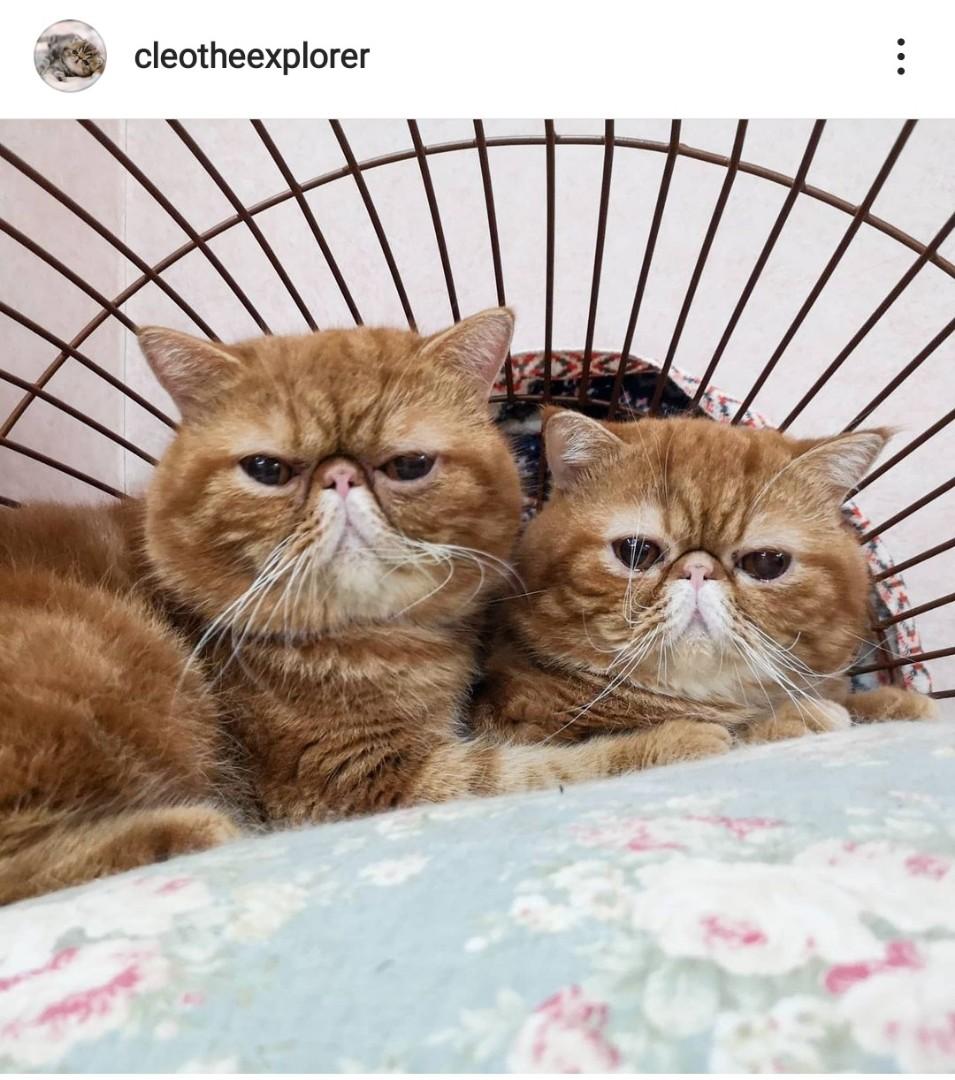 Instinct Original Cat Food (Duck) USA, Pet Supplies, Pet Food on Carousell