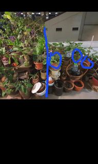 (Category: ) located in . Submitted by interestor (Listing ID 1181660459, Image 1). Description: .