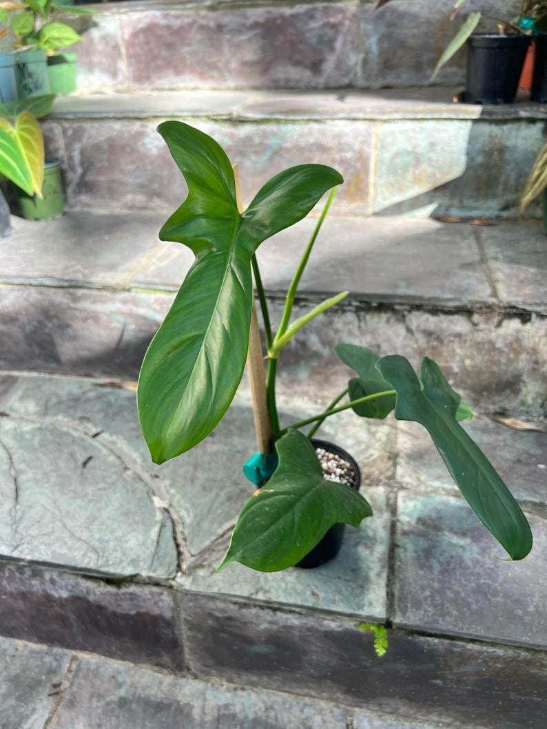 picture of a spider plant Spider Plant, in 8" hanging basket  Botanologica