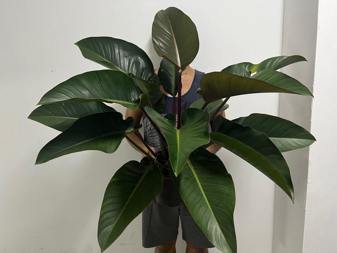 Philodendron Rojo Congo (huge and mature), Furniture & Home Living