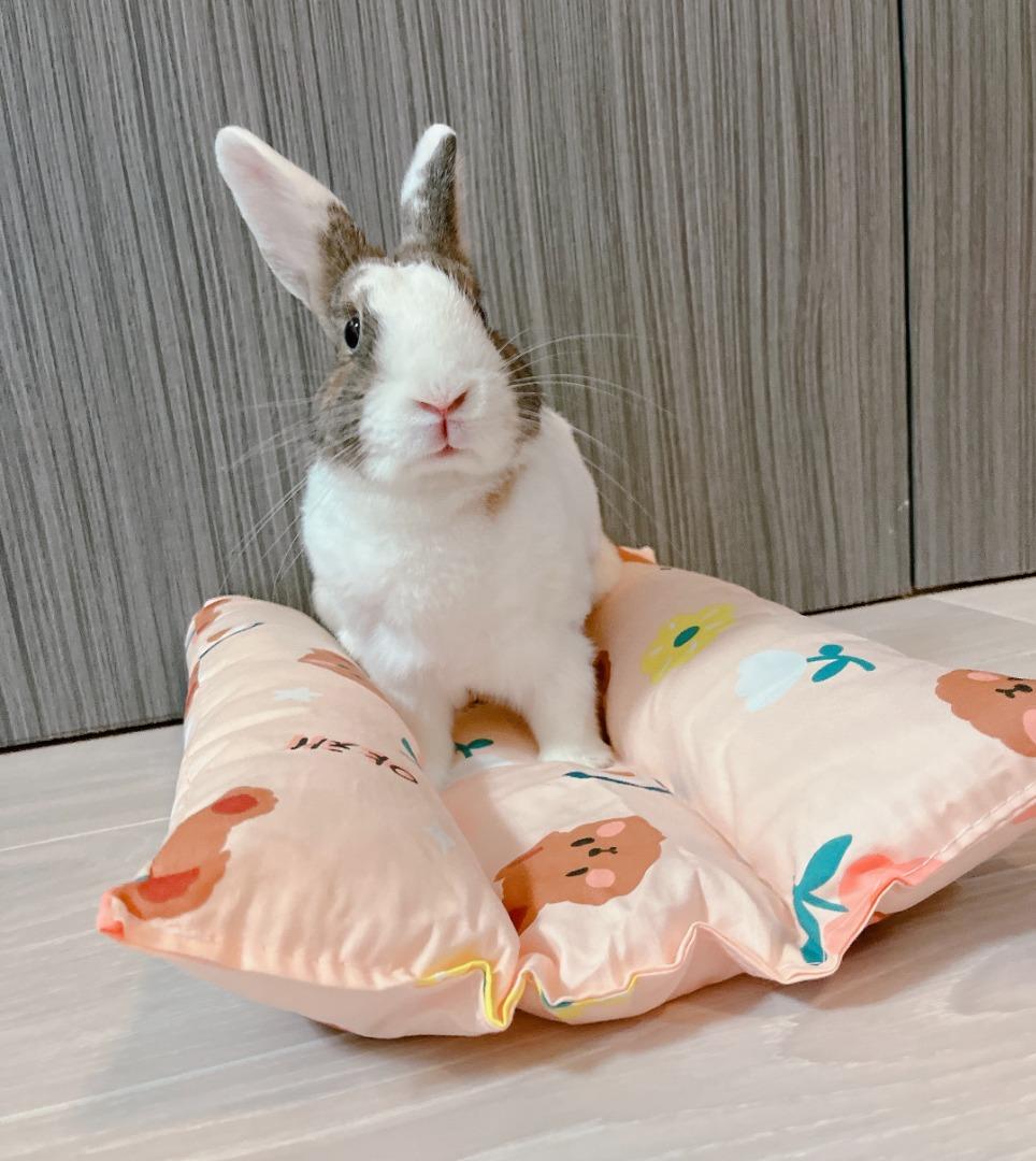 Rabbit on sale pillow pet