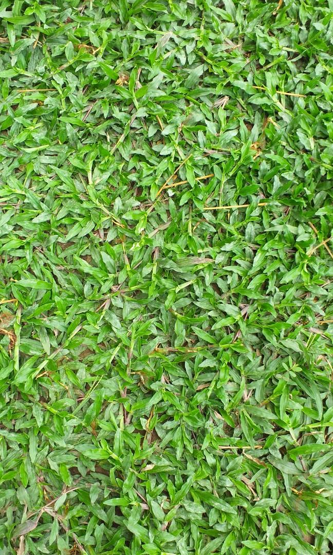 Caraboa grass, frog grass and blue grass, Furniture & Home Living ...
