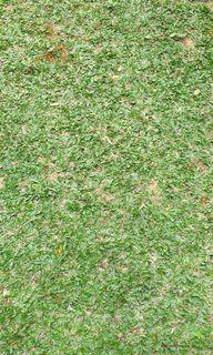 Caraboa grass, frog grass and blue grass
