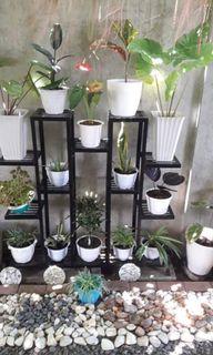 Plant stand/rack