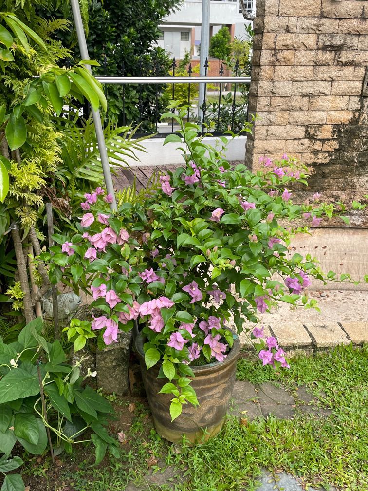 Potted Plant, Furniture & Home Living, Gardening, Plants & Seeds on