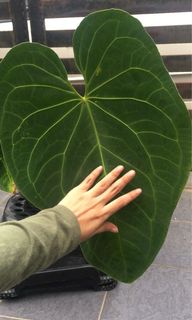 (Category: ) located in . Submitted by dh.plants (Listing ID 1176809070, Image 1). Description: .
