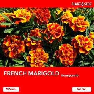 French Marigold Flower Seeds [20 Seeds]