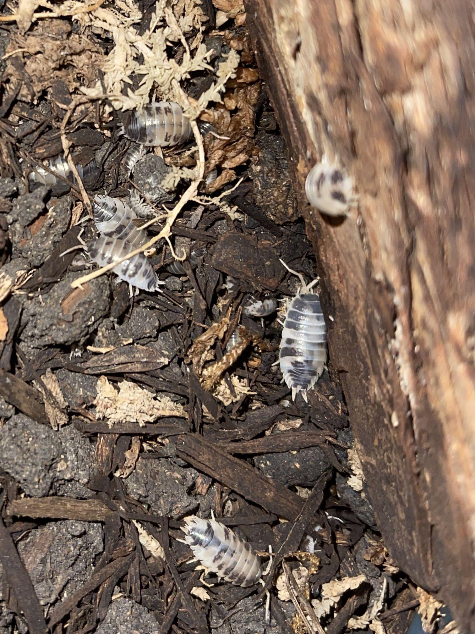 frozen isopod dairy cow, Pet Supplies, Pet Food on Carousell