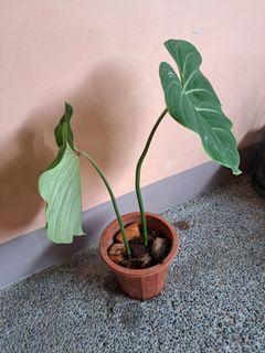Philodendron Gloriosum / Plant for Sale