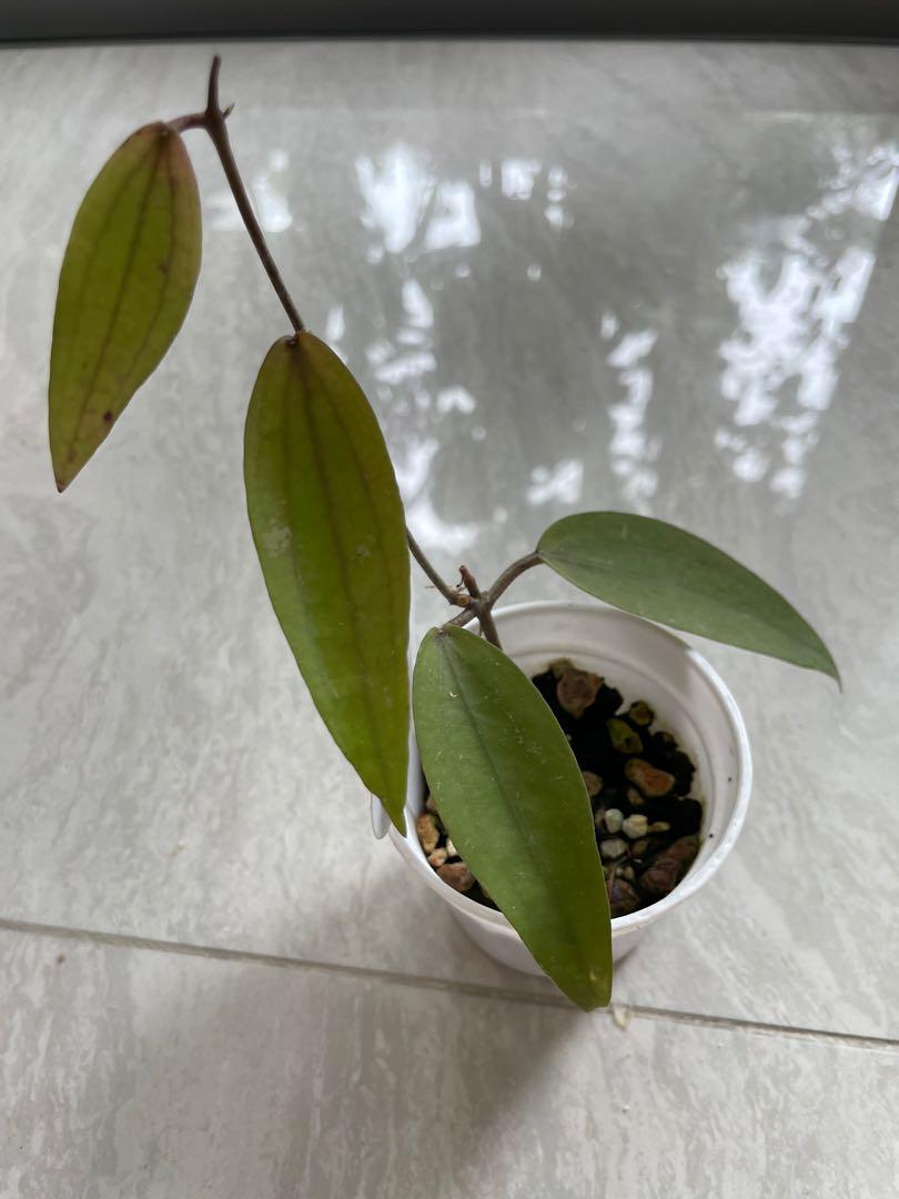Rare Hoya rindu rafflesia ( from indo), Furniture & Home Living ...