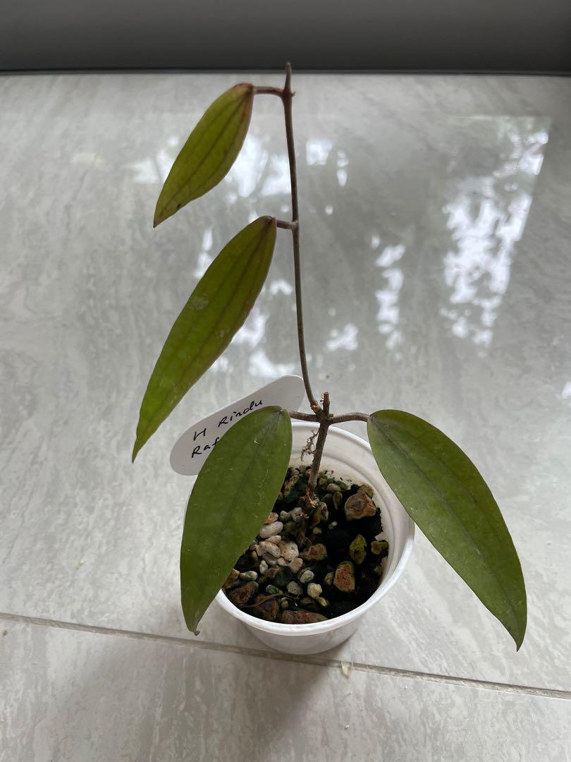 Rare Hoya rindu rafflesia ( from indo), Furniture & Home Living ...