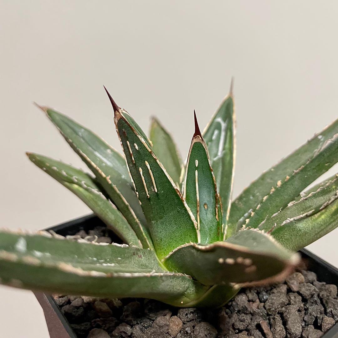 龍舌蘭苗強黑刺背刺笹之雪agave Victoriae Reginae 多肉植物塊根植物非象牙宮龜甲龍仙人球 傢俬 家居 園藝 植物及種子