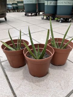 （分類：）位於 。 由 the_green_rooftop 提交（商品編號 1176855213，圖片 1）。簡介： 。