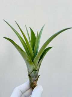 (Category: ) located in . Submitted by epiphytes (Listing ID 1176842552, Image 1). Description: .