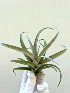 (Category: ) located in . Submitted by epiphytes (Listing ID 1176842942, Image 1). Description: .