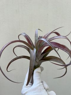 (Category: ) located in . Submitted by epiphytes (Listing ID 1176842802, Image 1). Description: .