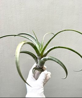 (Category: ) located in . Submitted by epiphytes (Listing ID 1176894887, Image 1). Description: .
