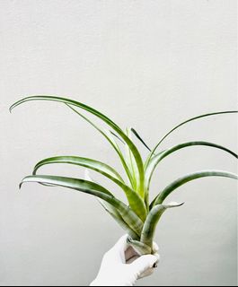 (Category: ) located in . Submitted by epiphytes (Listing ID 1176895082, Image 1). Description: .