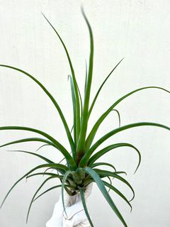 (Category: ) located in . Submitted by epiphytes (Listing ID 1176843435, Image 1). Description: .