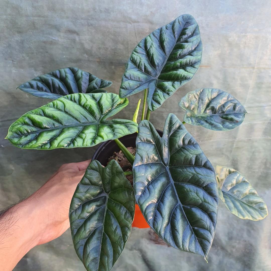 Alocasia Mirror Face, Furniture & Home Living, Gardening, Plants