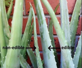 Aloe Vera Organic Edible and Non-edible Medicinal Plant SALE