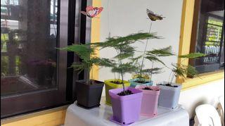 Asparagus Fern Tree Bonsai Style (Live plant)