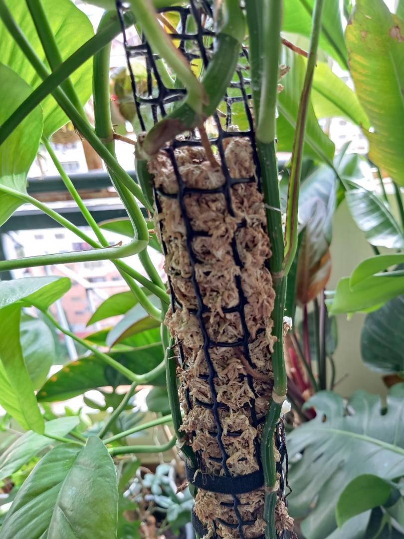 Epipremnum Pinnatum Cebu Blue in ceramic pot indoor plants, Furniture