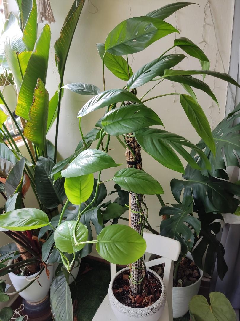 Epipremnum Pinnatum Cebu Blue in ceramic pot indoor plants, Furniture