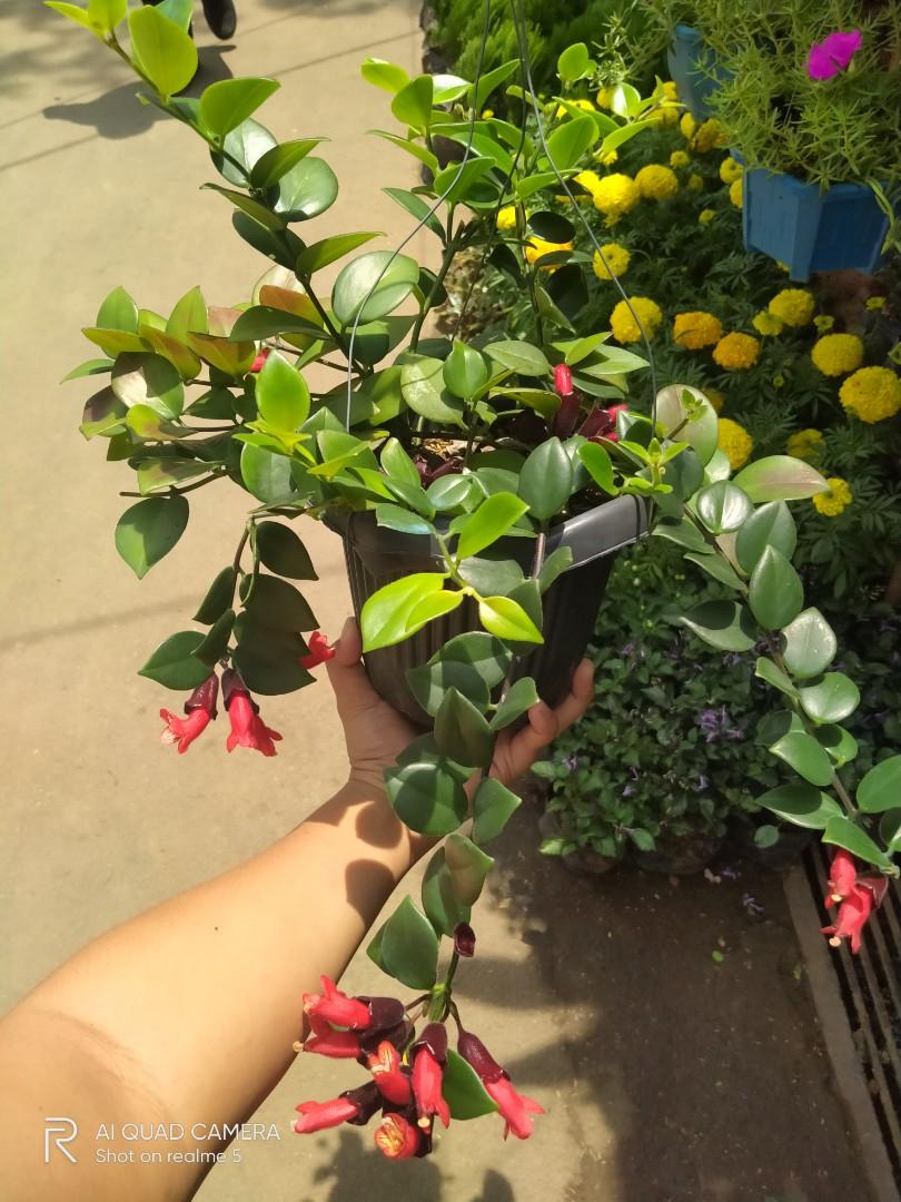 HOYA LIPSTICK, Furniture & Home Living, Gardening, Plants & Seeds on